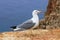 Yellow bill seagull posing in rocky sea mountain