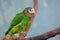 The yellow-billed amazon, also called the Jamaican amazon, Amazona collaria sitting on the branch with green backgound