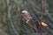 Yellow billed babbler or Argya affinis, Daroji Sloth Bear Sanctuary