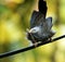 yellow billed babbler resisting the wind