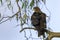 Yellow-billed Black Kite Perched