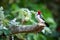 Yellow-billed cardinal on branch with turned head