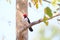 Yellow-billed Cardinal, Paroaria Capitata, black and white song bird with red head, Mato Grosso, Pantanal, Brazil