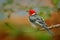 Yellow-billed Cardinal, Paroaria capitata, black and white song bird with red head, sitting on the tree trunk, in the nature