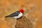 Yellow-billed Cardinal, Paroaria capitata, black and white song bird with red head, sitting on the tree trunk, in the nature habit