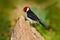 Yellow-billed Cardinal, Paroaria capitata, black and white song bird with red head, sitting on the tree trunk, in the nature habit
