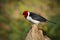 Yellow-billed Cardinal, Paroaria capitata, black and white song bird with red head, sitting on the tree trunk, in the nature habit