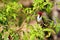 Yellow-billed cardinal Paroaria capitata - Pantanal, Mato Grosso do Sul, Brazil