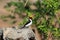 Yellow-billed cardinal Paroaria capitata - Pantanal, Mato Grosso do Sul, Brazil