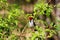 Yellow-billed cardinal Paroaria capitata - Pantanal, Mato Grosso do Sul, Brazil