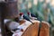 Yellow-billed cardinal Paroaria capitata - Pantanal, Mato Grosso do Sul, Brazil