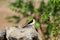 Yellow-billed cardinal Paroaria capitata - Pantanal, Mato Grosso do Sul, Brazil