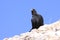 Yellow-billed chough