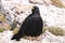 Yellow-billed chough