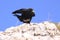 Yellow-billed chough