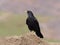 Yellow-billed chough or Alpine chough, Pyrrhocorax graculus