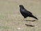 Yellow-billed chough or Alpine chough, Pyrrhocorax graculus