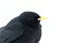 Yellow billed chough close up portrait, winter, bird silhouette. Beautiful black birdin winter. clean white background, Swiss Alps