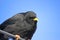 Yellow-billed chough sitting on a cable looking around