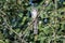 Yellow Billed Cuckoo bird, Walton County, Georgia USA