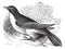 Yellow-billed Cuckoo or Rain Crow or Storm Crow or Coccyzus americanus vintage engraving