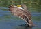 Yellow-billed Duck