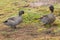 Yellow-billed Duck - Anas undulata