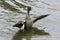 Yellow-billed Duck anas undulata Flapping Its Wings