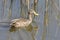 Yellow-billed Duck, Anas undulata, swimming on a dam