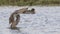 Yellow-billed Duck Flapping Feathers