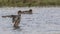 Yellow-billed Duck Flapping Feathers