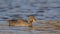 Yellow-billed Duck on Lake