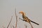 Yellow billed Horn-bill - African Wild Bird Background - Exotic Beak
