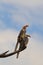 Yellow-billed Horn-bill - Wild Bird Background from Africa - Beak of Format