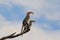 Yellow-billed Horn-bill - Wild Bird Background from Africa - Twin Beaks