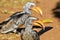 Yellow Billed Horn-bill - Wild Bird Background - Focus