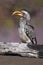 Yellow-Billed Hornbill