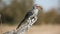 Yellow-billed hornbill