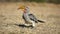 Yellow-billed hornbill