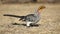 Yellow-billed hornbill