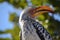 Yellow-billed Hornbill