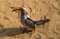 Yellow Billed Hornbill