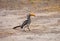 Yellow-billed hornbill