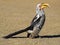 Yellow-billed hornbill