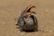 Yellow-billed Hornbill Catching Crumbs