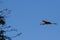 Yellow-billed Hornbill in flight, Northern Cape