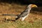 Yellow-billed hornbill - Kruger National Park