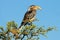 Yellow-billed hornbill perched in a tree