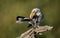 Yellow Billed Hornbill preening, Botswana