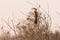 Yellow-billed hornbill sitting on a branch in the Etosha National Park, Namibia.